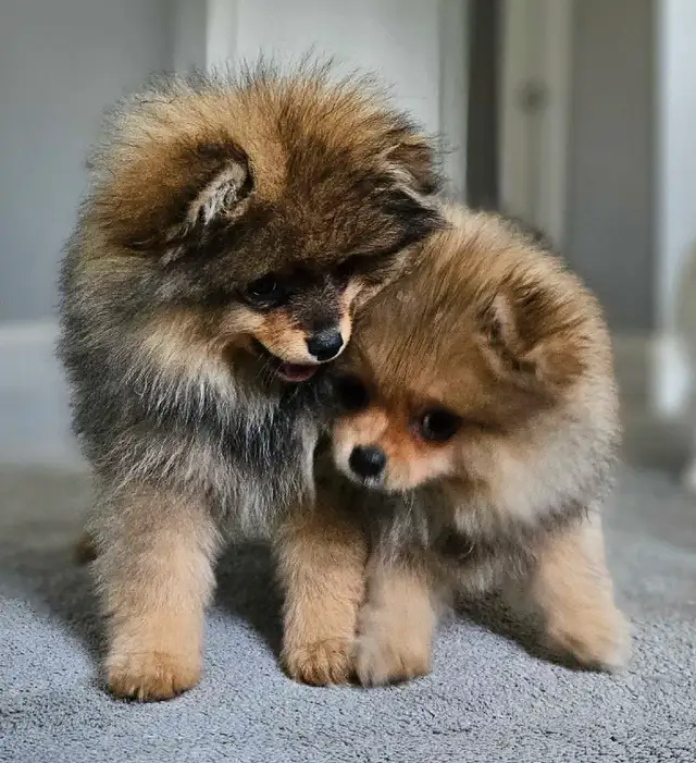 Premium pomeranian puppies * in Dogs & Puppies for Rehoming in Ottawa - Image 2