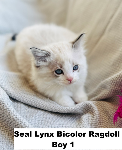 Health Certificated, Purebred Ragdoll kittens looking for home, View more