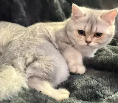 Chaton Scottish Fold et Straight, View more