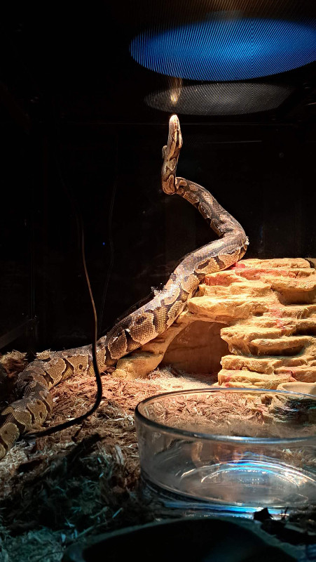 Snake-python in Other Pets for Rehoming in Edmonton - Image 2