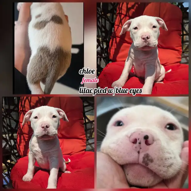 american bulldog in Dogs & Puppies for Rehoming in Vernon - Image 5