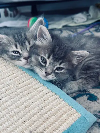 1 years old persian mix cat with two kitten , View more