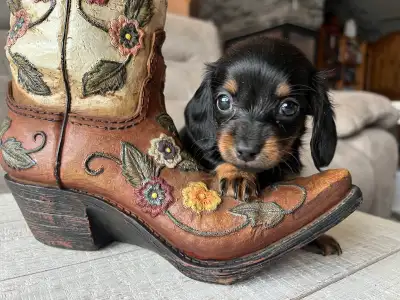 Miniature Dachshund female puppy , View more