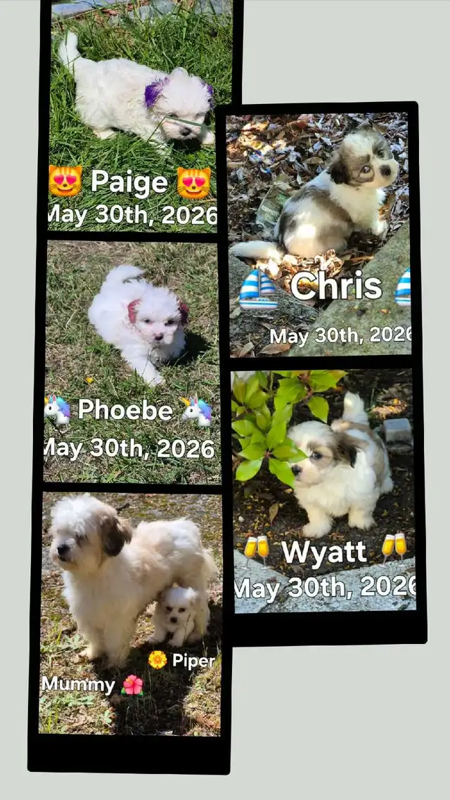 ♥️ READY  5 SWEET  MALTESE/SHIH TZU  PUPPIES ♥️ in Dogs & Puppies for Rehoming in Cowichan Valley / Duncan - Image 9