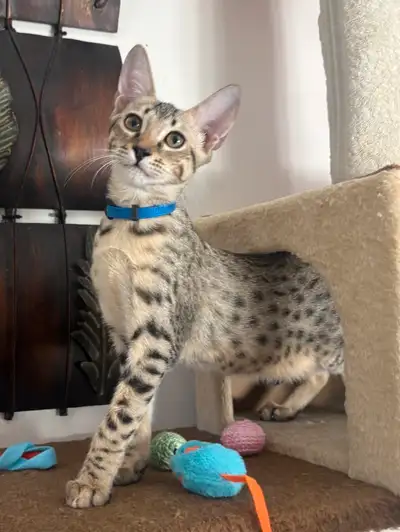 Chaton Savannah mâle F5 (collier bleu français), View more