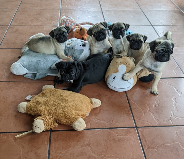 Chiots Pug Dogs & Puppies for Rehoming Gatineau Kijiji