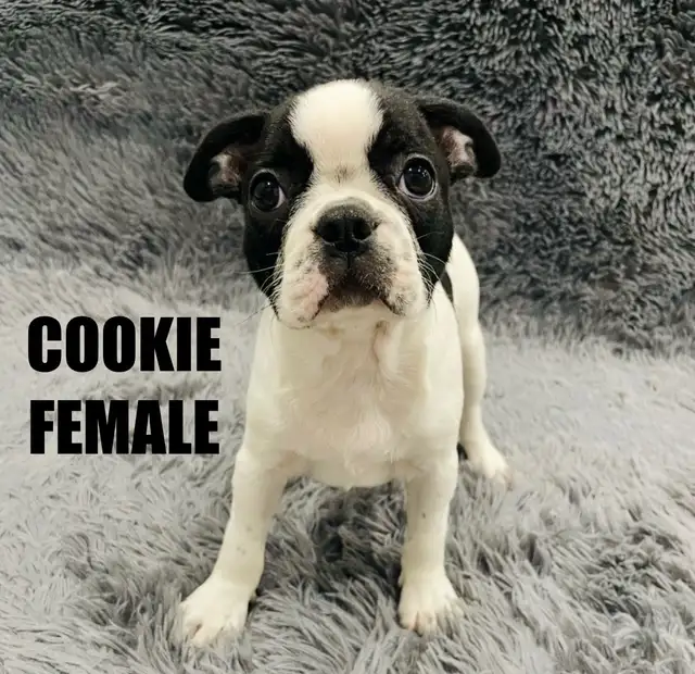 Gorgeous Boston Terrier Puppies in Dogs & Puppies for Rehoming in City of Toronto - Image 2