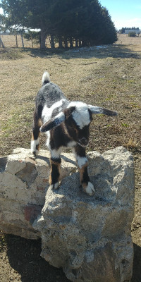 Baby Goat Kids!