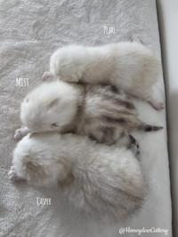 Purebred British shorthair kittens for sale 