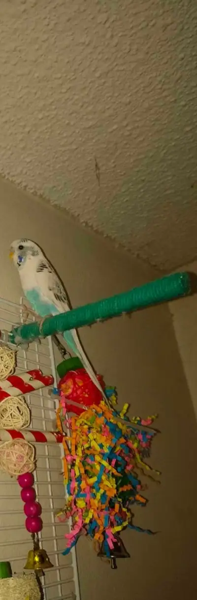 F-1 year old budgie pair , View more