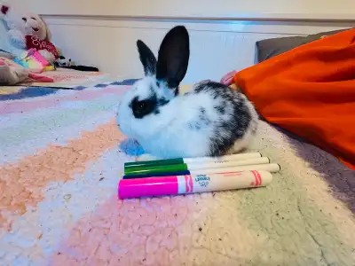 $20 Cutest bunnies, View more