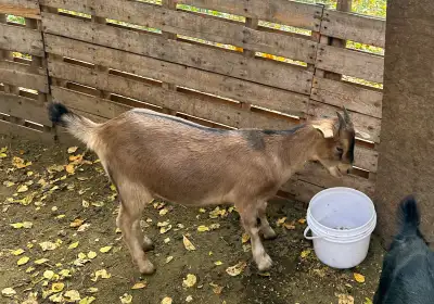 Boy goats (8) some with wattles some without, can be wethered $100 each Girl babies (6) Inc one bott...
