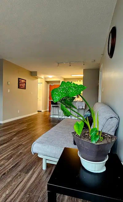 I'm looking for a roommate (clean, responsible and respectful) to share a quiet and cozy department...