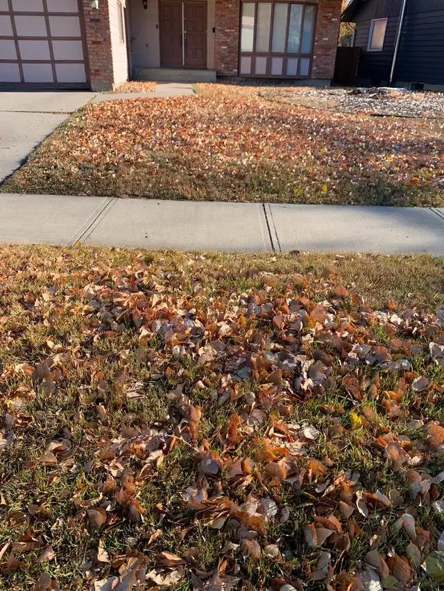 Professional Fall Cleanup and Snow Removal Services