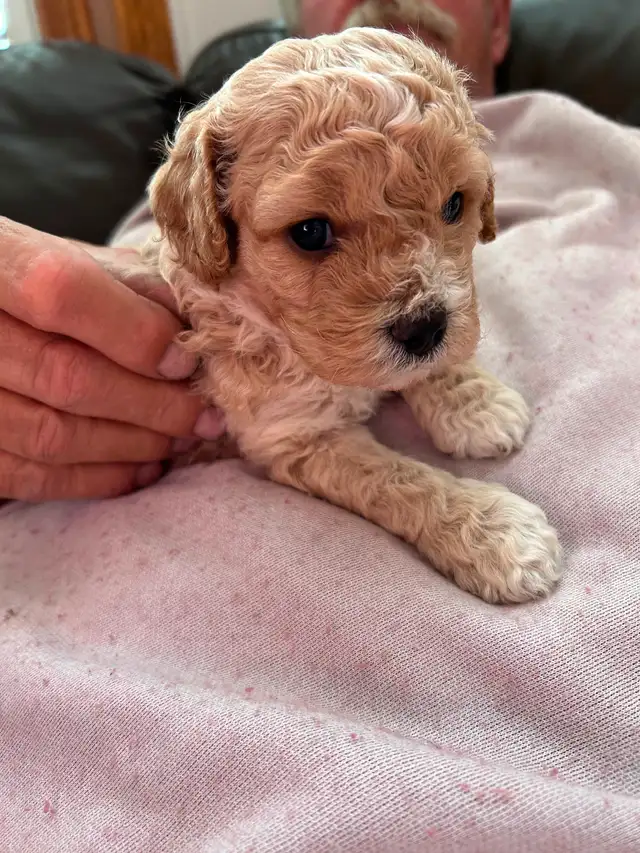Beautiful Cavapoo Puppies in Dogs & Puppies for Rehoming in Markham / York Region - Image 4