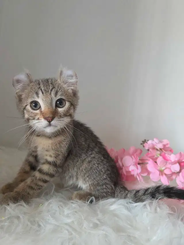 Wow magnifique chatton  highland in Cats & Kittens for Rehoming in Laurentides - Image 5