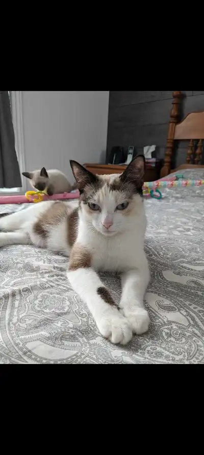 Très belle chatte et très affectueuse , View more