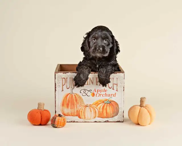 Adorable Mini COCKAPOO Puppies FOR SALE! in Dogs & Puppies for Rehoming in Kitchener / Waterloo - Image 3
