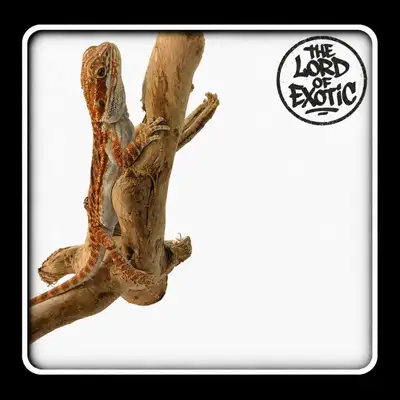 Bébé dragon barbu Red Orange Tiger (WA-FL-0014), View more