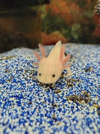 baby axolotls Kawartha Lakes Peterborough Area Preview