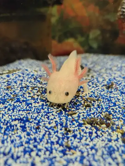 baby axolotls, View more