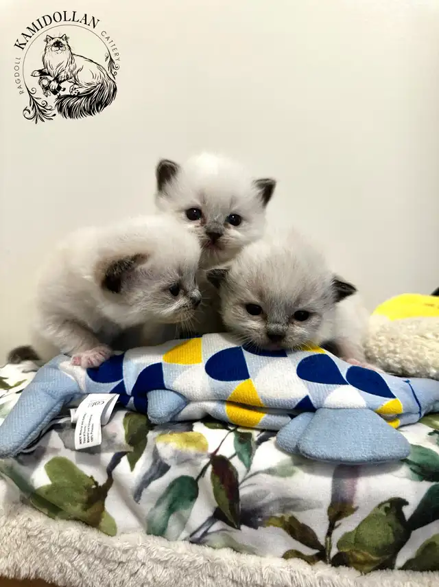 ‏Traditional Ragdoll