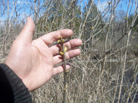 LILAC PLANT OFFSHOOTS/SUCKERS--AN EASY WAY TO GROW