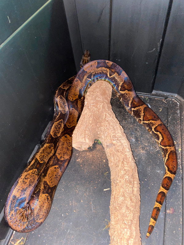 Hypo img boa for sale 400$ in Reptiles & Amphibians for Rehoming in London - Image 2