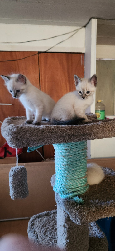 lynx point  Siamese kittens in Cats & Kittens for Rehoming in Campbell River - Image 2