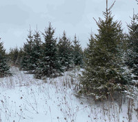 Wanted White Spruce trees
