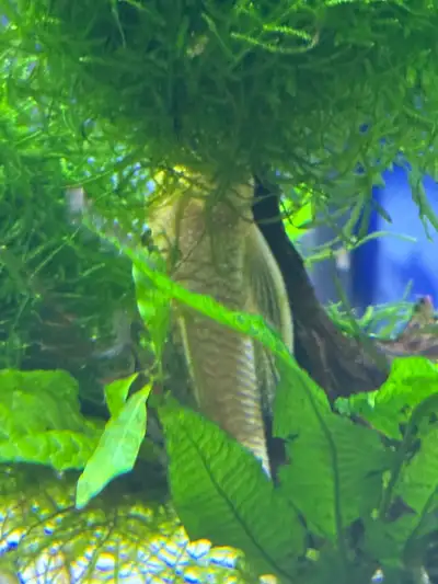 Bristle nose Pleco, View more