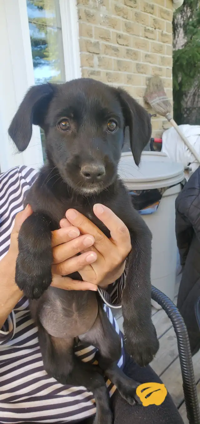MALLINOIS \DANE PUPPIES W\ VID LINK in Dogs & Puppies for Rehoming in Markham / York Region - Image 5