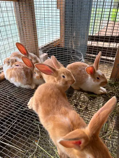 Flemish giant rabbits, View more