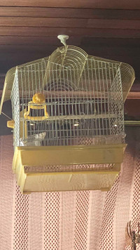 Yellow Bird Cage