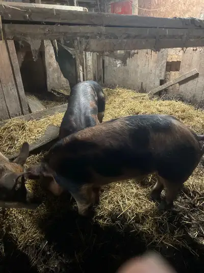 pigs for sale, View more