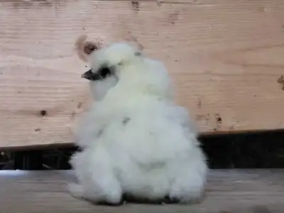 Silkie Chicks, View more