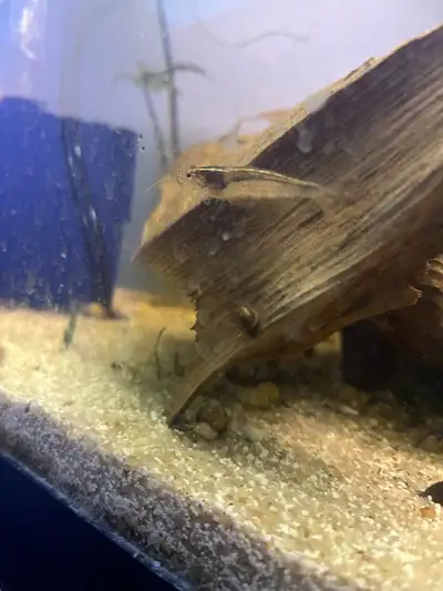 Full sized amano shrimps Australian amano shrimps for sale as well Ghost shrimp: $5