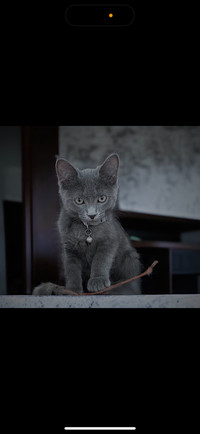 Russian blue/Mix for sale NEED GONE TODAY.