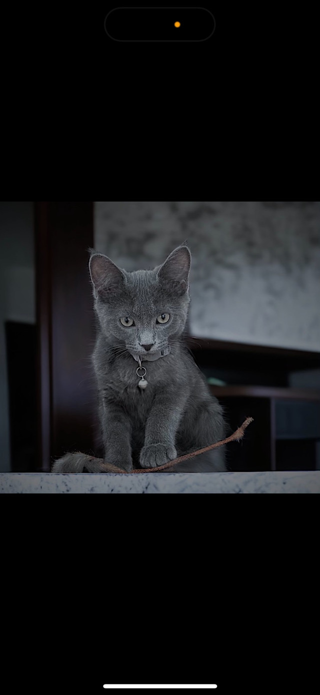 Russian blue/Mix for sale NEED GONE TODAY. in Cats & Kittens for Rehoming in City of Toronto