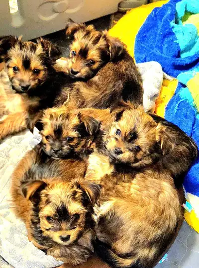 Rare Colored Yorkshire/Biewer Yorkie Puppies, View more