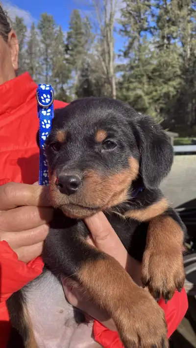 Purebred Rottweiler puppies docked  tails, View more