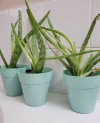 Aloe Vera plant with pot
