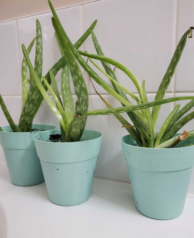Aloe Vera plant with pot in Home Décor & Accents in London