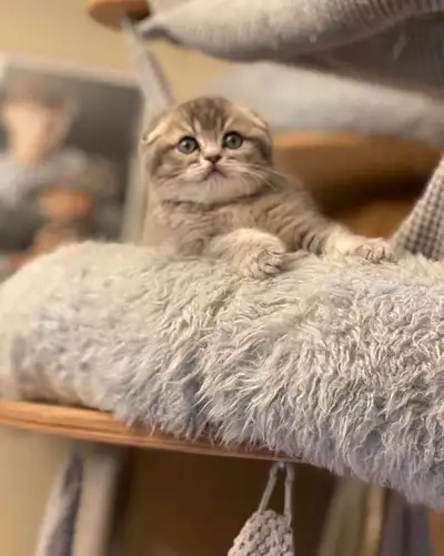 chatons scottish fold et straight , View more