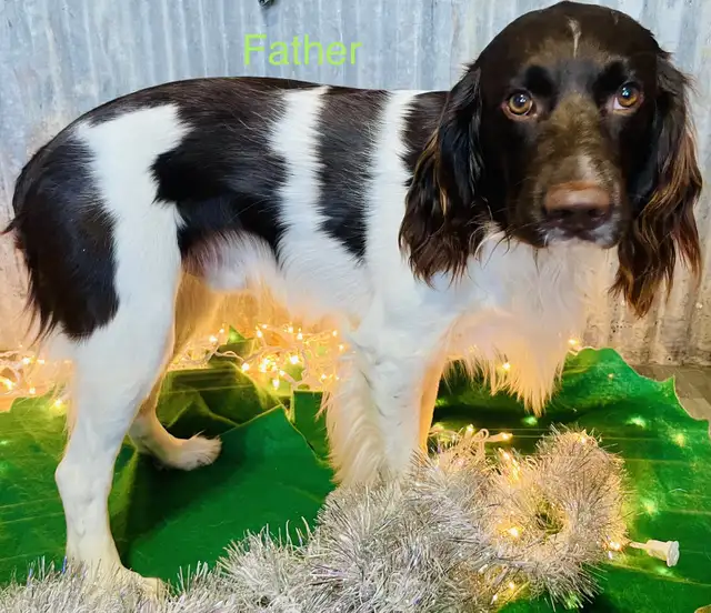 Sprocker puppies in Dogs & Puppies for Rehoming in Moose Jaw - Image 10