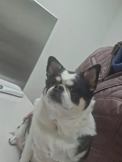 Chihuahua adulte a vendre, View more