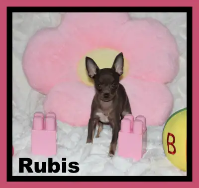 #Chihuahua Femelle Rubis chocolat et feu poils court fera 3.5 lb adule .MimiChihuahua Élevage famili...