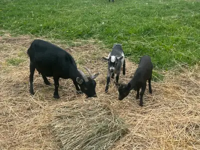 4 Pygmy goats , View more