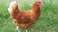 Laying hens - pre-order