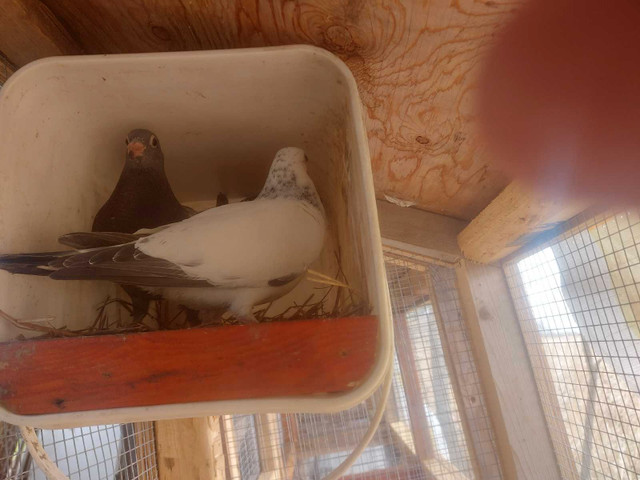 Pigeon voyageur (jeunes) dans Autre  à Longueuil/Rive Sud